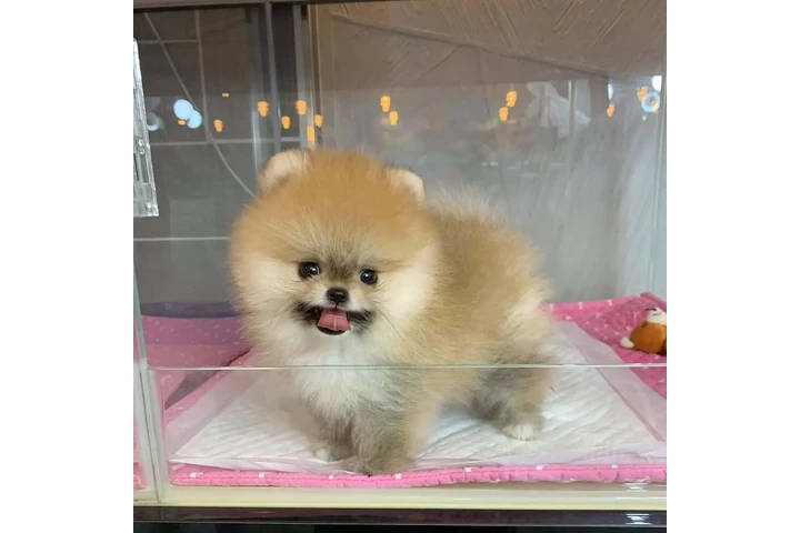 $355 : Adorable Pomeranian Puppies image 1