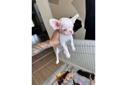 Teacup Chihuahua puppies en Miami