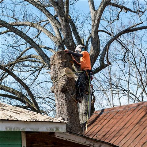 LEO TREE SERVICES image 1