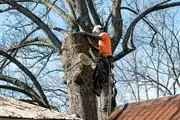 LEO TREE SERVICES en Indianapolis