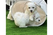 Maltese puppies available en Jersey City