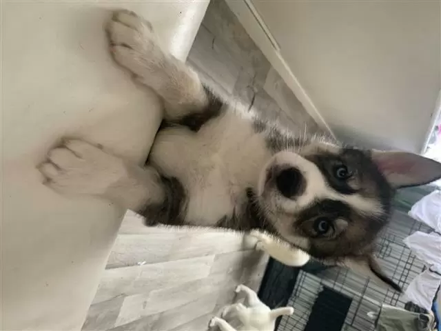 $420 : Husky puppies looking for home image 4