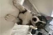 $420 : Husky puppies looking for home thumbnail