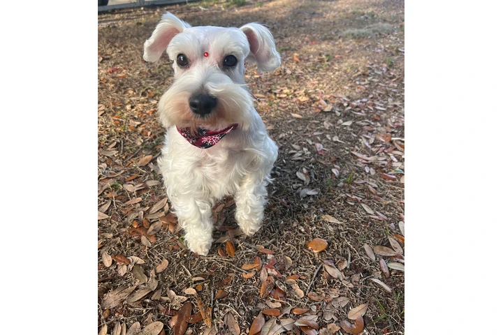 Schnauzer Puppies image 4