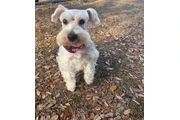Schnauzer Puppies thumbnail
