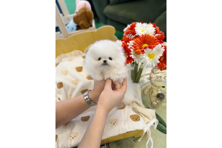 $250 : POMERANIANS for sale image 1