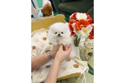 POMERANIANS for sale en Atlanta