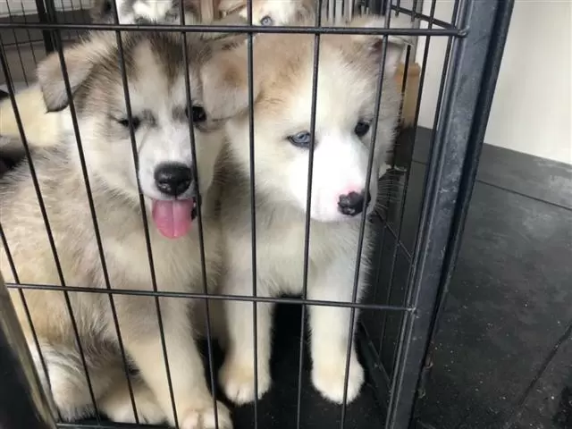 $400 : Sweet Siberian Husky image 3
