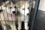 $400 : Sweet Siberian Husky thumbnail