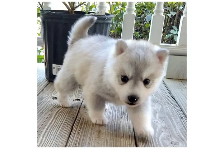 $400 : Cachorros de Pomsky y Husky image 8