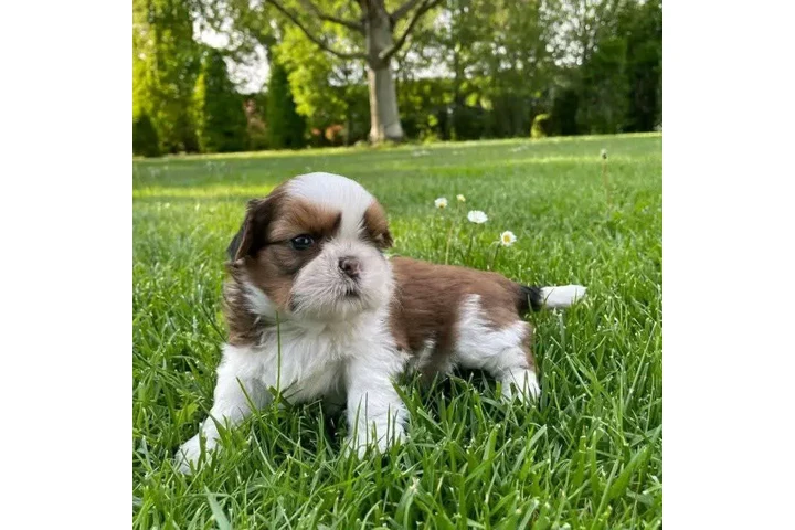 $350 : Cachorros Shihtzu en venta image 5