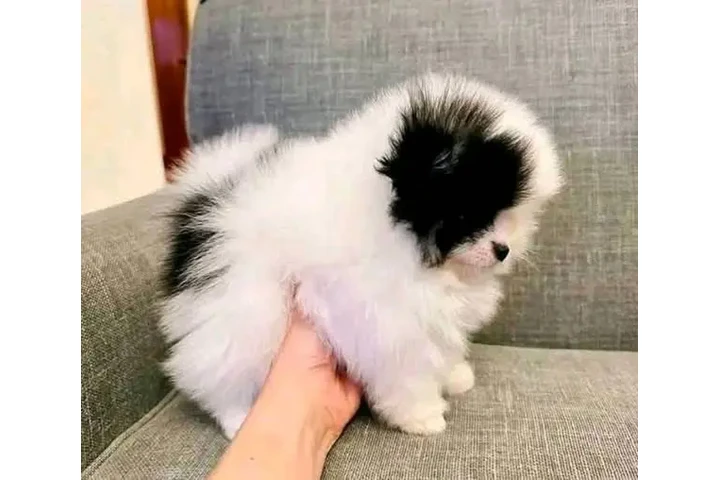 $750 : Xmas Pomeranian Puppie - Ready image 2