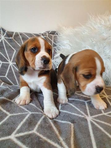 $500 : Full beagle pups 10 weeks old image 2