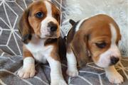 $500 : Full beagle pups 10 weeks old thumbnail