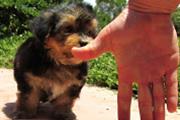 $300 : Encantadoras cachorros yorkie thumbnail
