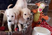 Golden Retriever puppies en Poughkeepsie