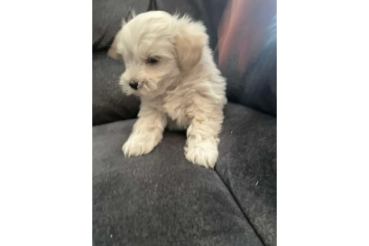 $350 : Cachorros shihtzu maltes image 2