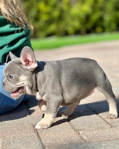 $400 : Gorgeous Frenchies puppy ready image 3