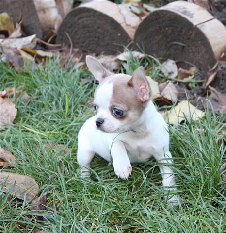 $250 : Chihuahua puppies image 3