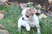 $250 : Chihuahua puppies thumbnail