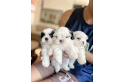 Cachorros Shihtzu en venta en Miami