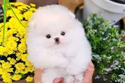 $400 : Pomeranian puppies thumbnail