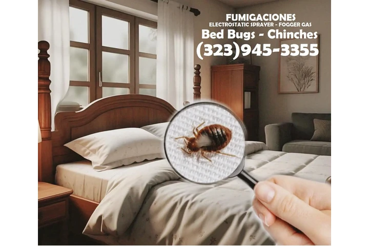 Bed Bugs-Chinches Fumigaciónes image 1
