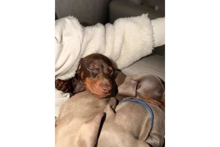 $400 : Miniature dachshunds ready image 1