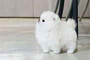 $300 : Pomeranian puppies and French thumbnail