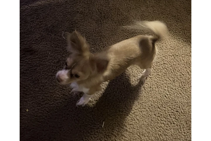 $200 : Buscando un nuevo hogar image 2