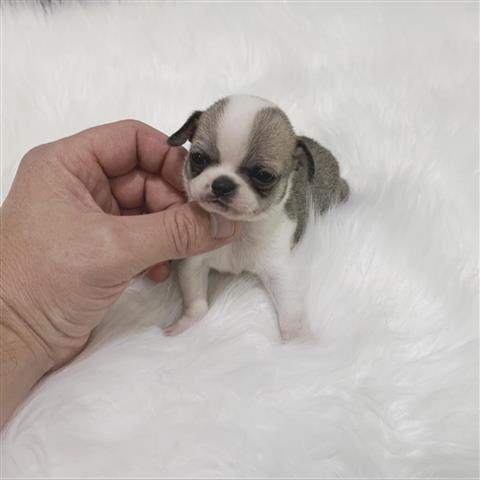 $250 : Chihuahua puppies for sale image 9