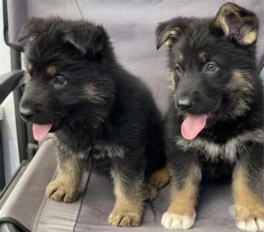 $350 : Cachorros de pastor alemán image 1