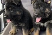 Cachorros de pastor alemán en Memphis