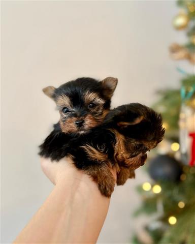 $350 : Yorkies a la venta image 2