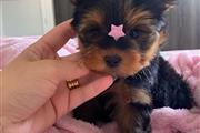 $340 : Yorkshire terrier puppies thumbnail