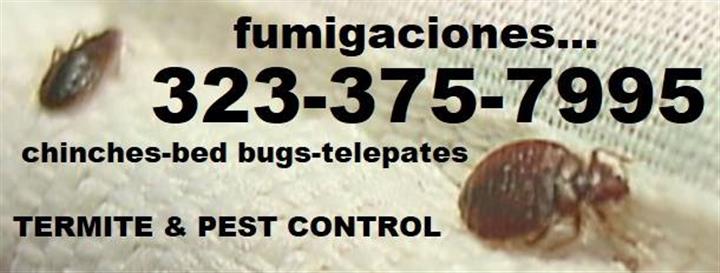 FUMIGADORES PROFESIONALES 24/7 image 6