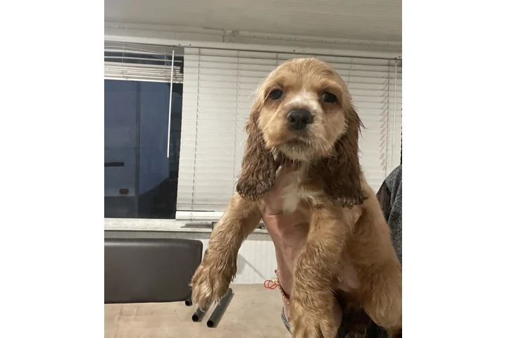 $1000 : Coker Spaniel image 3