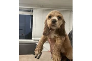$1000 : Coker Spaniel thumbnail