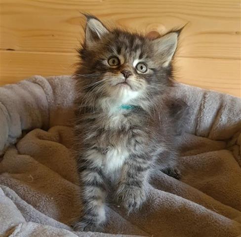 $600 : Gatitos Maine Coon disponibles image 3