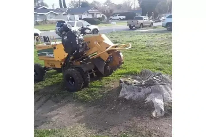 RIVERA TREE SERVICE!! image 1