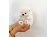 Pomeranian puppies en Los Angeles