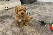 Toy poodle puppies For sale