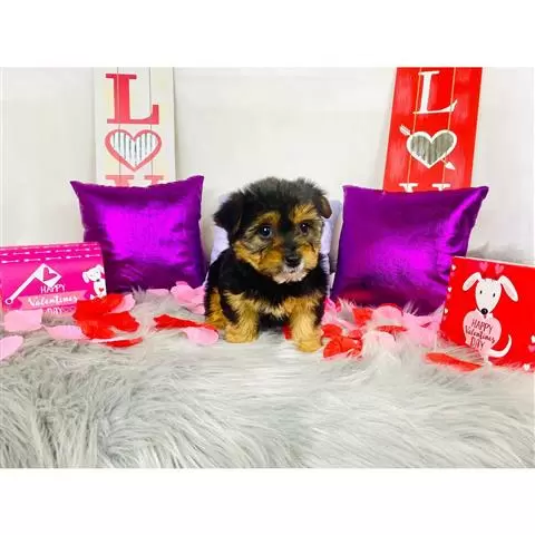 $450 : male and Female Yorkie Pup image 3