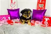 $450 : male and Female Yorkie Pup thumbnail