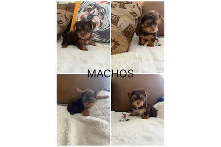 🐶 Cachorritos Yorkshire 🐶 image 2