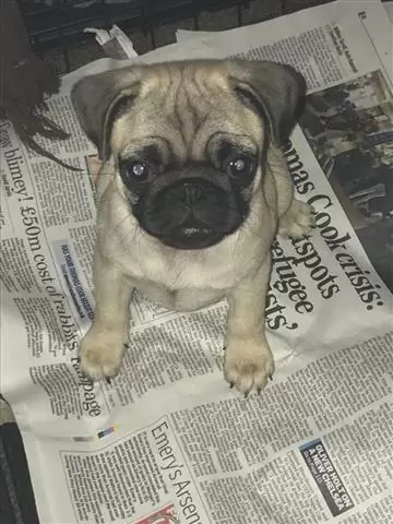 $550 : buy pug puppies image 1