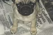 buy pug puppies