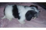 MINI POODLE MIXTO CON TERRIER en Los Angeles