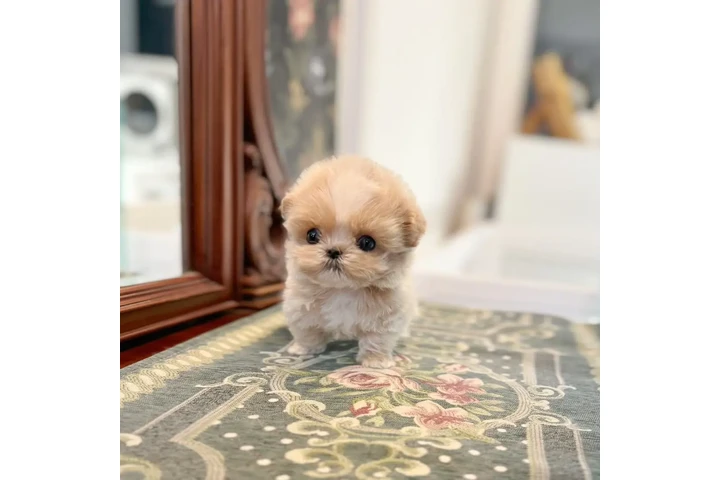 $350 : maltipoo image 1