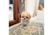 maltipoo en Los Angeles